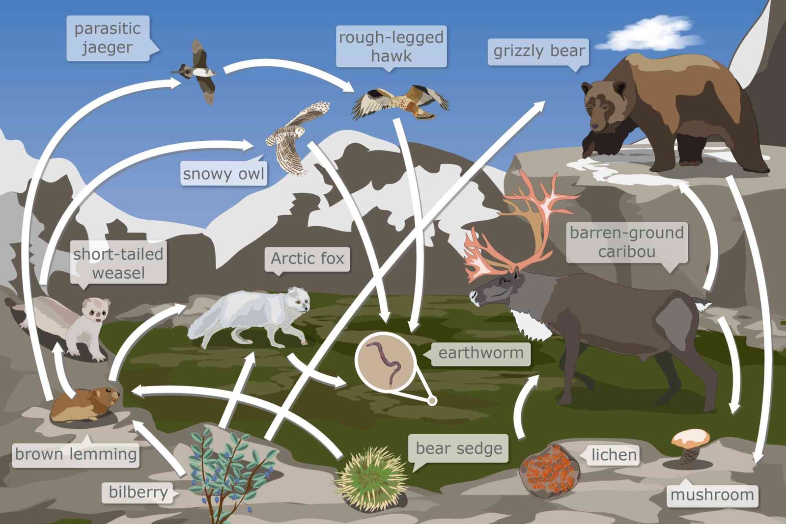 13.4 Food Chains And Food Webs Answers