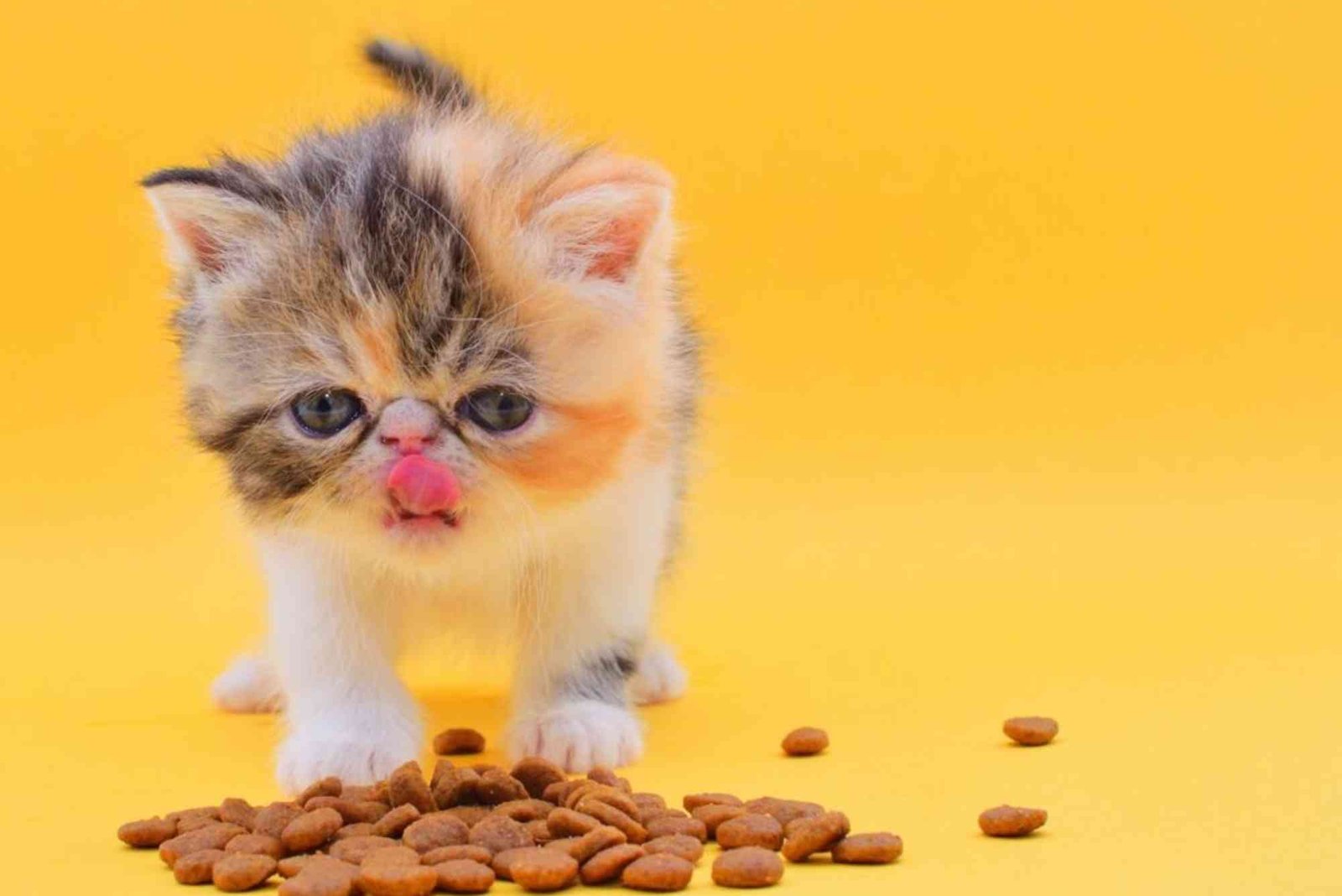 Persian Kitten Food