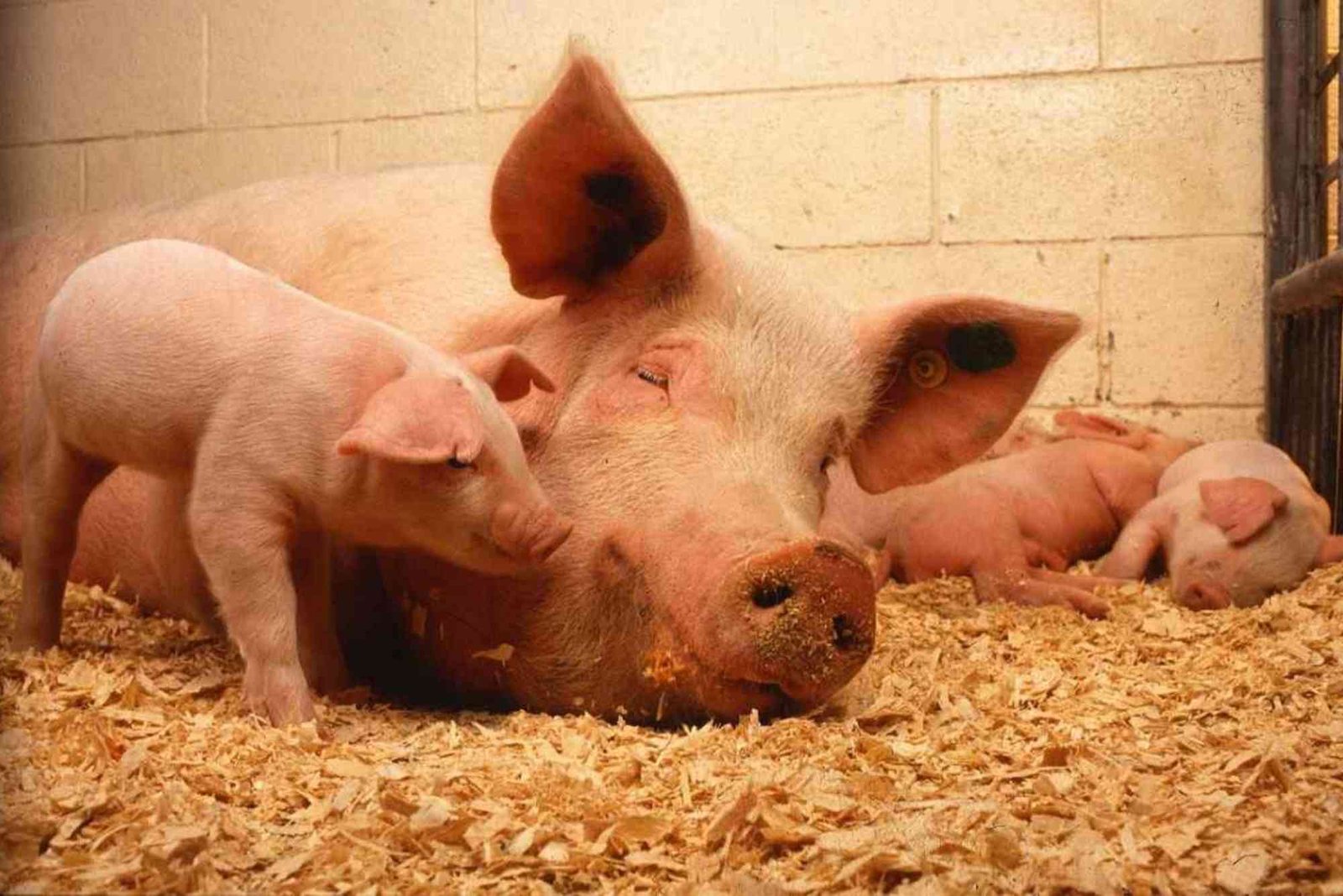Piggery Business Plan Sample Philippines