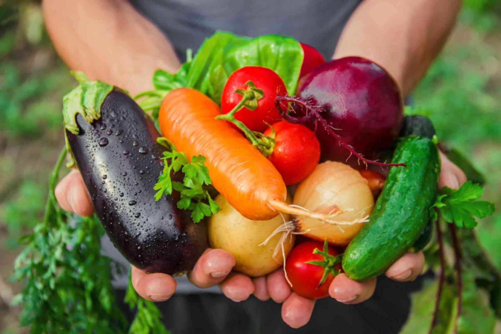 Plant Food